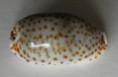 /products/cypraea-irrorata-2-gray-1828/