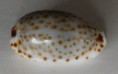 /products/cypraea-irrorata-gray-18281/