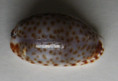 /products/cypraea-irrorata-gray-18285/