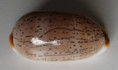 /products/cypraea-isabella-controversa-gray-1824-/