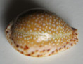/products/cypraea-lamarckii-redimita-melvill-1888/