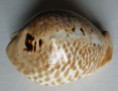 /products/cypraea-mus-donmoorei-petuch-19791/