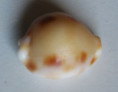 /products/cypraea-tessellata-swainson-18223/