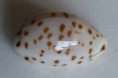 /products/cypraea-punctata-berinii-dautzenberg-1906/