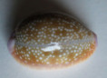 /products/cypraea-helvola-hawaiensis-melvill-1888/