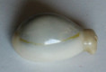 /products/cypraea-annulus-linnaeus-17581/