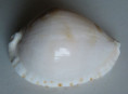 /products/cypraea-marginata-albanyensis-raybaudi-massilia-l-1985/