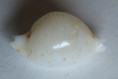 /products/cypraea-marginata-gaskoin-18491/