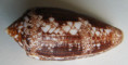 /products/conus-aureus-1-hwass-bruguiere-17921/