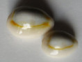 /products/cypraea-sublitorea-lorenz-19982/