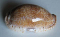 /products/cypraea-erosa-lactescens-dautzenberg-19331/