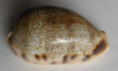 /products/erronea-caurica-elongata-perry-1811/