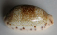 /products/cypraea-caurica-blaesa-iredale-t-1939/