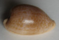 /products/cypraea-fuscodentata-gray-1825/