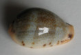 /products/cypraea-xanthodon-1-sowerby-1832/