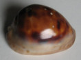 /products/cypraea-venusta-episema-sorretensis-iredale-1939/