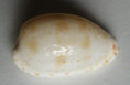 /products/cypraea-piperita-gray-18252/
