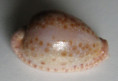 /products/cypraea-marginalis-dillwyn-18273/