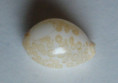 /products/cypraea-mariae-schilder-1927/