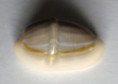 /products/cypraea-annulus-linnaeus-1759-freak/