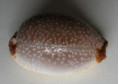 /products/cypraea-staphylaea-2-linne-1758/