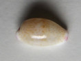 /products/cypraea-oryzaeformis-lorenz-sterba-19996/