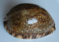 /products/cypraea-arabica-immanis-schilder-19392/