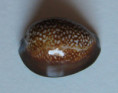 /products/cypraea-caputdraconis-melwill-1888/