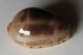 /products/cypraea-walkeri-g-b-sowerby-18324/
