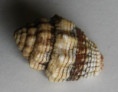 /products/vexillum-obeliscus-reeve-l-a-1844/