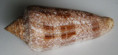 /products/conus-glaucus-2-linne-1758/