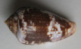 /products/conus-tinianus-hwass-1791/