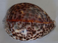 /products/cypraea-tigris-schilderiana-c-n-cate-1961/