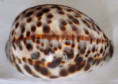 /products/cypraea-tigris-schilderiana-c-n-cate-19612/