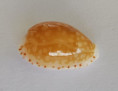 /products/cypraea-gaskoinii-fischeri-vayssiere-1911/