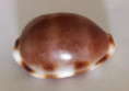 /products/cypraea-tessellata-swainson-1822/