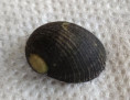 /products/nerita-picea-recluz-18411/