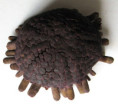 /products/colobocentrotus-atratus-linnaeus-17581/