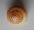 /products/helicina-concentrica-pfeiffer/