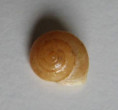 /products/helicina-guadeloupensis-sowerby-1842/