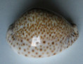 /products/cypraea-turdus-winckworthi-lamarck-1810/