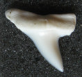 /products/isurus-oxyrinchus-mako/