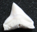 /products/carcharhinus-leucas-bull-shark-zralok-belavy1/