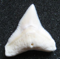 /products/zralok-belavy-carcharhinus-leucas-bull-shark1/