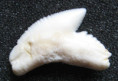 /products/zralok-tygri-galeocerdo-cuvier/