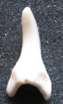 /products/zralok-mako-isurus-oxyrinchus-3/