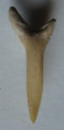 /products/odontaspis-winkleri-1-leriche-1905/