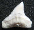 /products/zralok-belavy-carcharhinus-leucas-bull-shark/