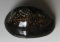 /products/cypraea-caputserpentis-linnaeus-1758-4r/