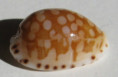 /products/cypraea-cumingii-astaryi-schilder-1971/